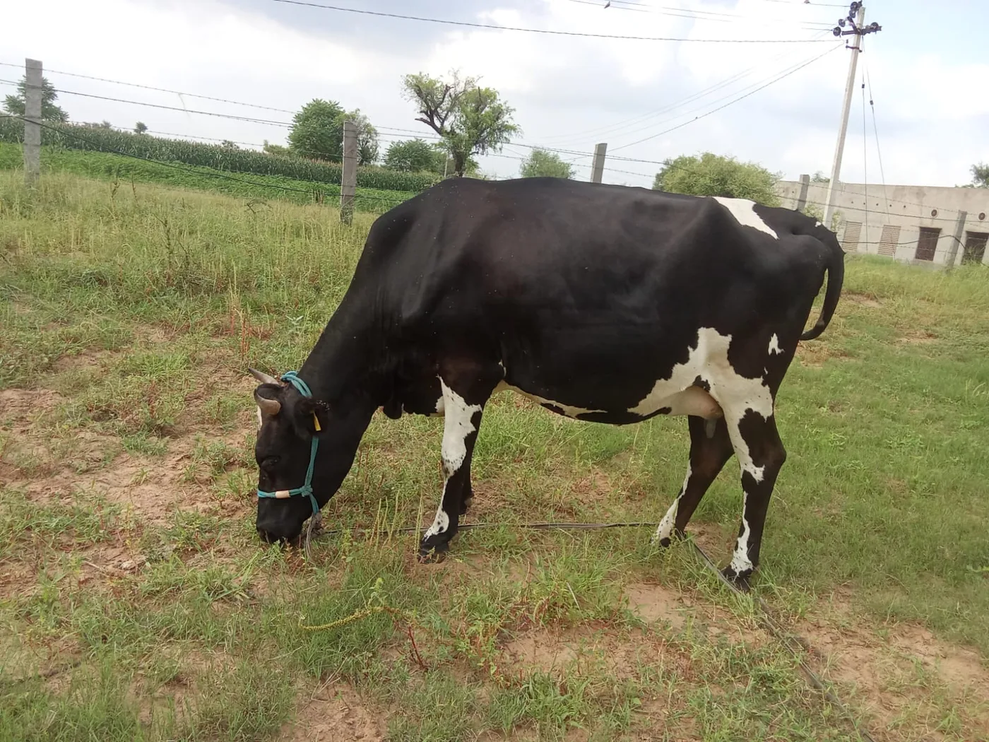 HF Cow in  RAJASTHAN