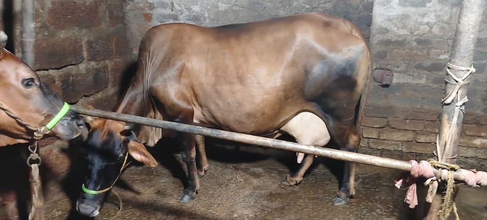 Jersey Cow in  ODISHA