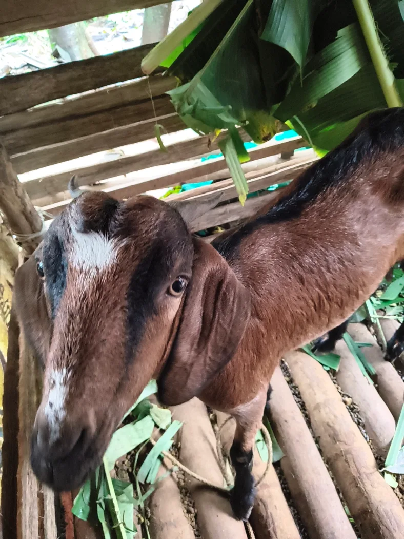 Malabari Goat in  KERALA