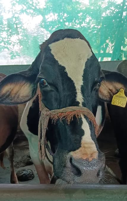 HF Cow in UTTAR PRADESH