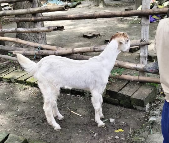 Barbari Goat in  WEST BENGAL