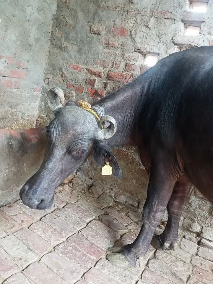 Murrah Buffalo M4738 in  HARYANA
