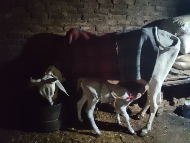 Hariyana Cow H0257, Lactation: 3, MilkPerDay: 12Litres, District: WEST, State: DELHI