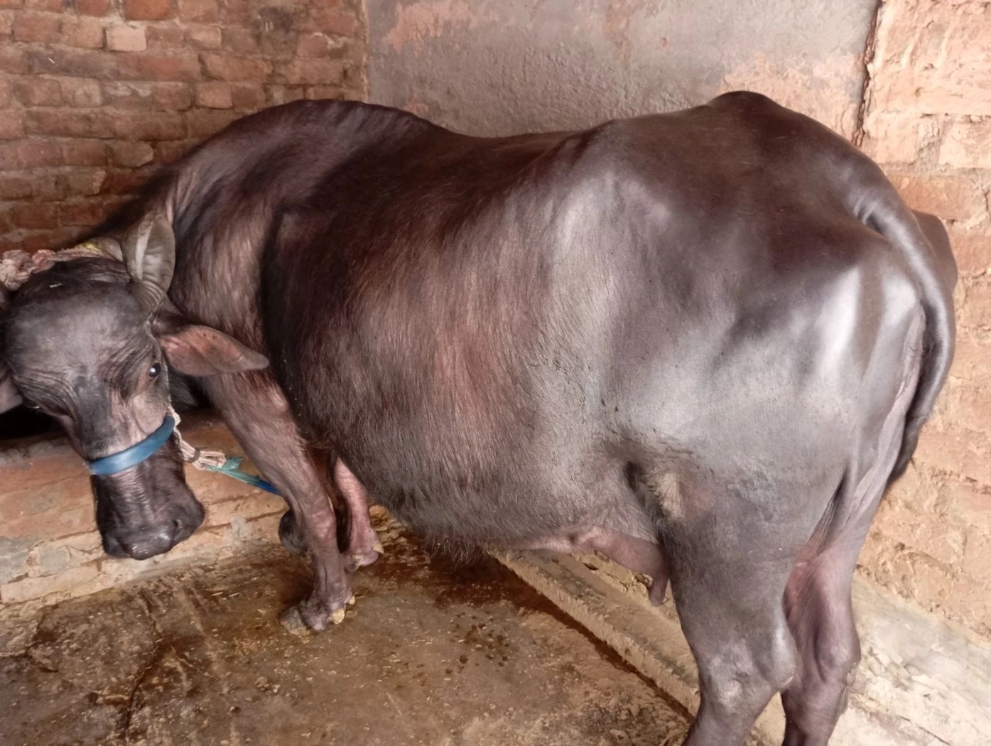 Desi Buffalo O0271, Lactation: 5, MilkPerDay: 14Litres, District:  PATIALA, State:  PUNJAB