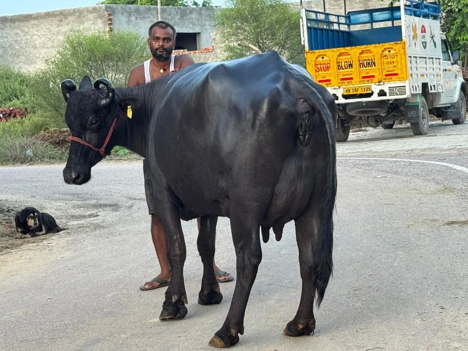 in RAJASTHAN