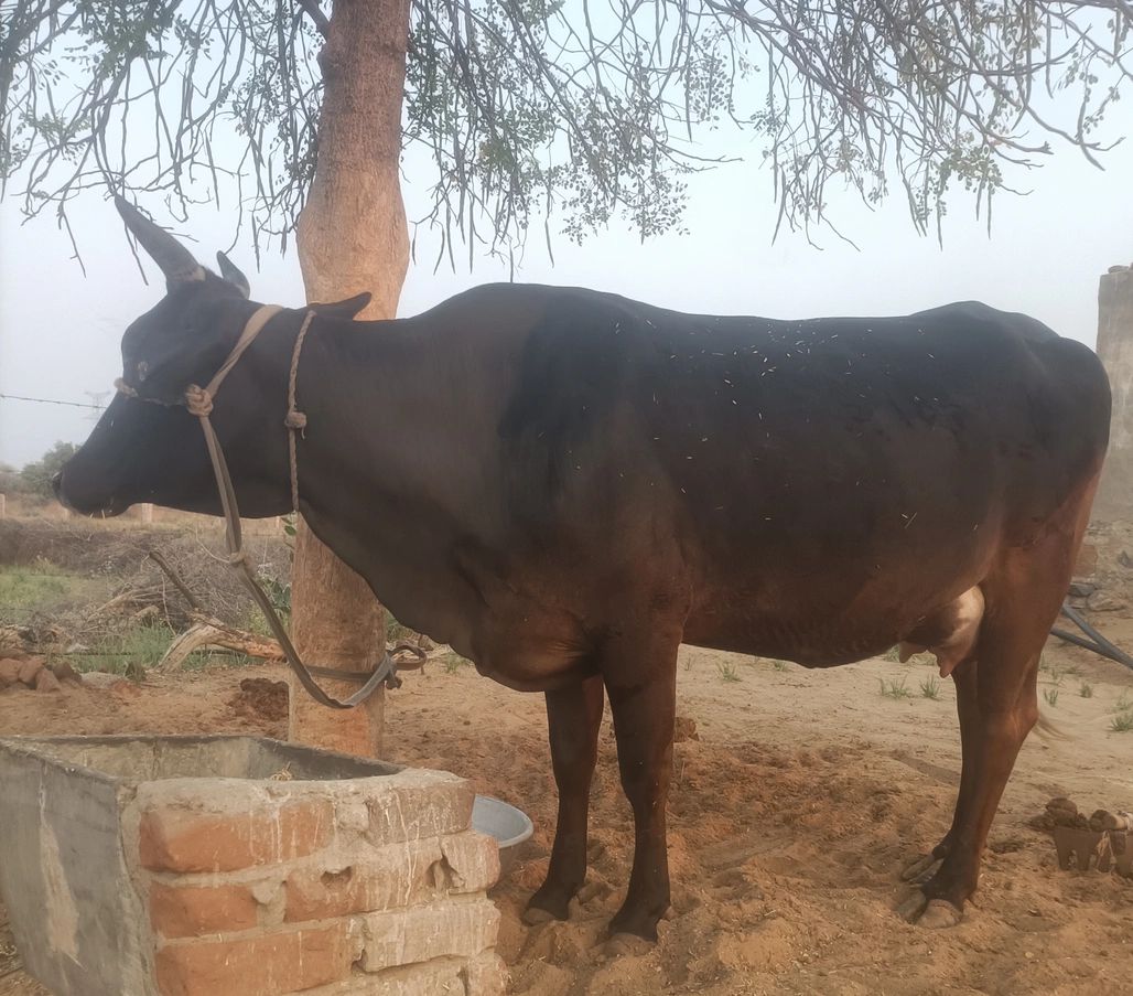 Bilayti Cow O0302, Lactation: 2, MilkPerDay: 15Litres, Pregnant: 9 Months, District:  JHUNJHUNU, State:  RAJASTHAN