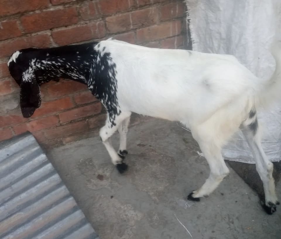 Others Goat in  UTTAR PRADESH