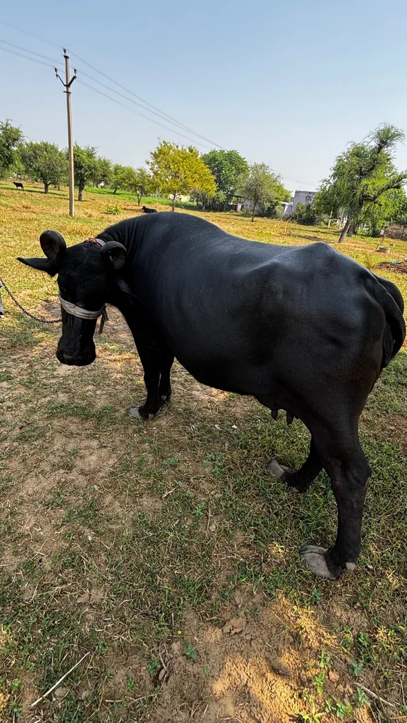 Murrah Buffalo M5138 in  RAJASTHAN