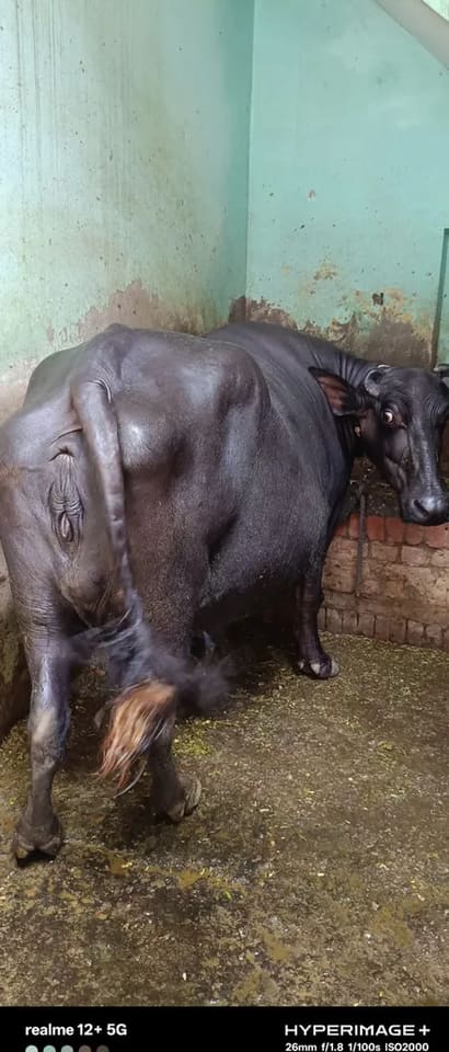 Murrah Buffalo M4617 in  UTTAR PRADESH