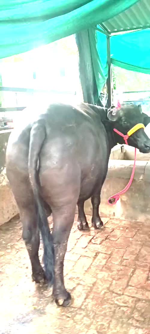 Murrah Buffalo in  UTTAR PRADESH