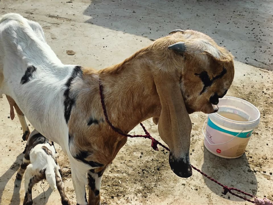 Others Goat in  RAJASTHAN