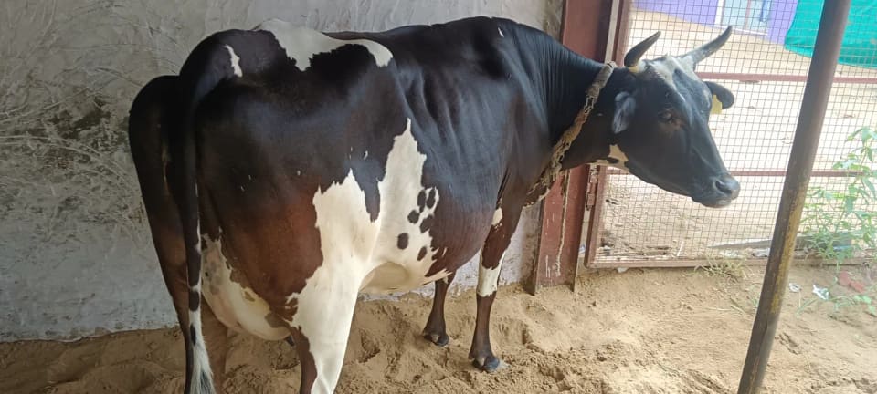 HF Cow in RAJASTHAN