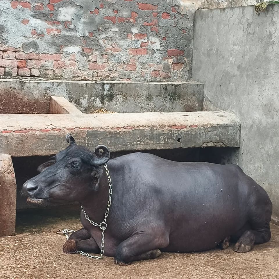 Murrah Buffalo in  UTTAR PRADESH