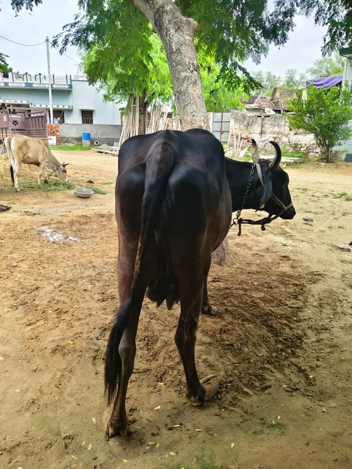 Sahiwal Cow in  RAJASTHAN