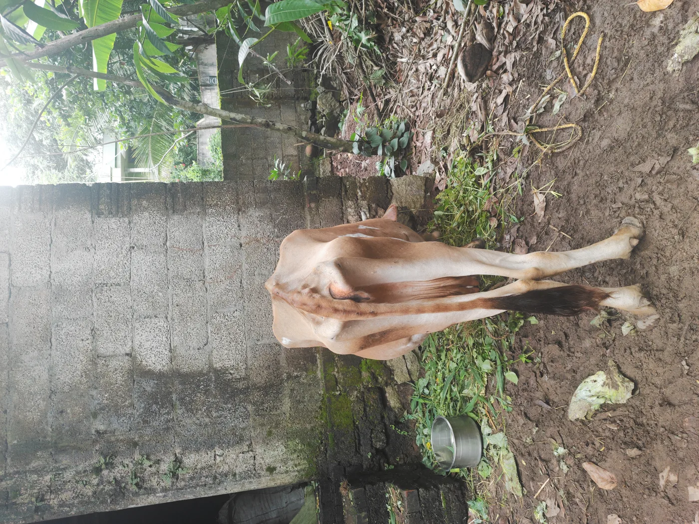 Jersey Cow in  KERALA